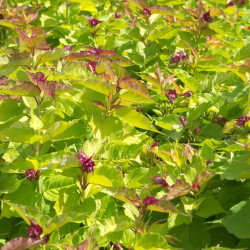 Arbre au faisans formosa Golden Lanterns® 'Notbruce'