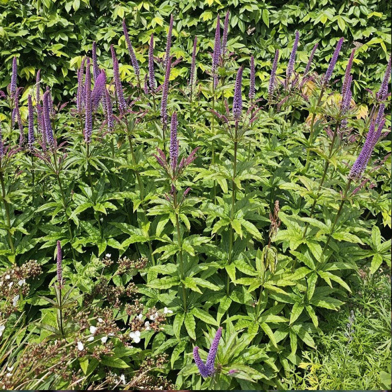 Veronicastrum de Virginie