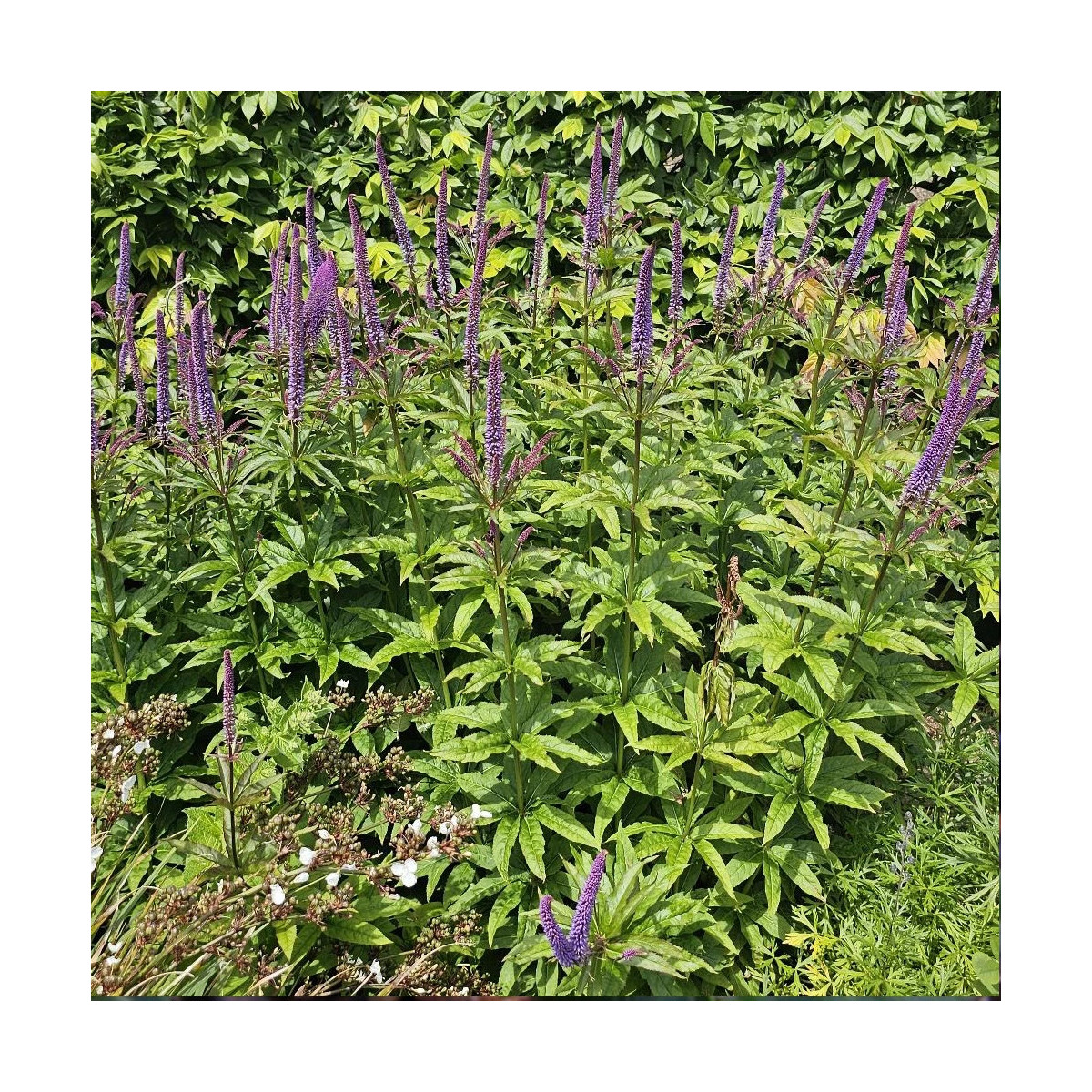 Veronicastrum de Virginie