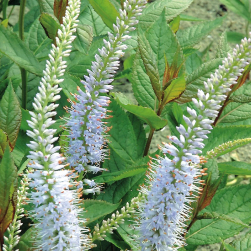 Veronicastrum de Virginie Lavendelturm