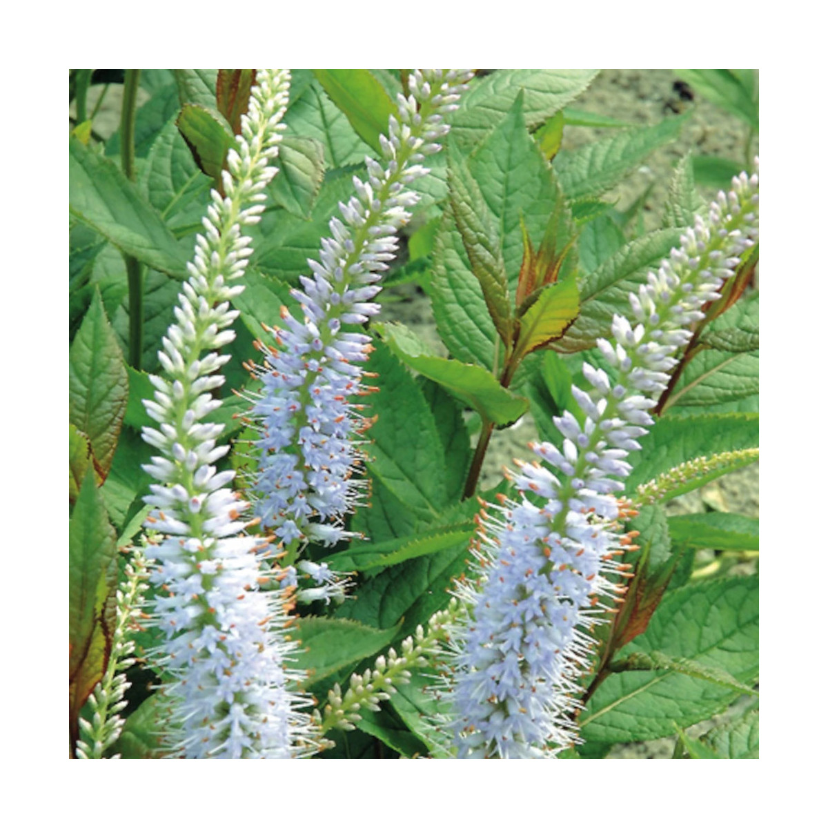 Veronicastrum de Virginie Lavendelturm