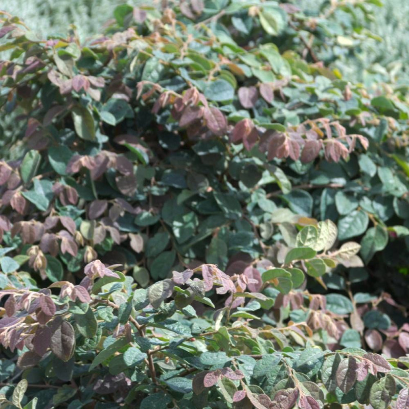 Loropetalum Ming Dynasty, Loropétale