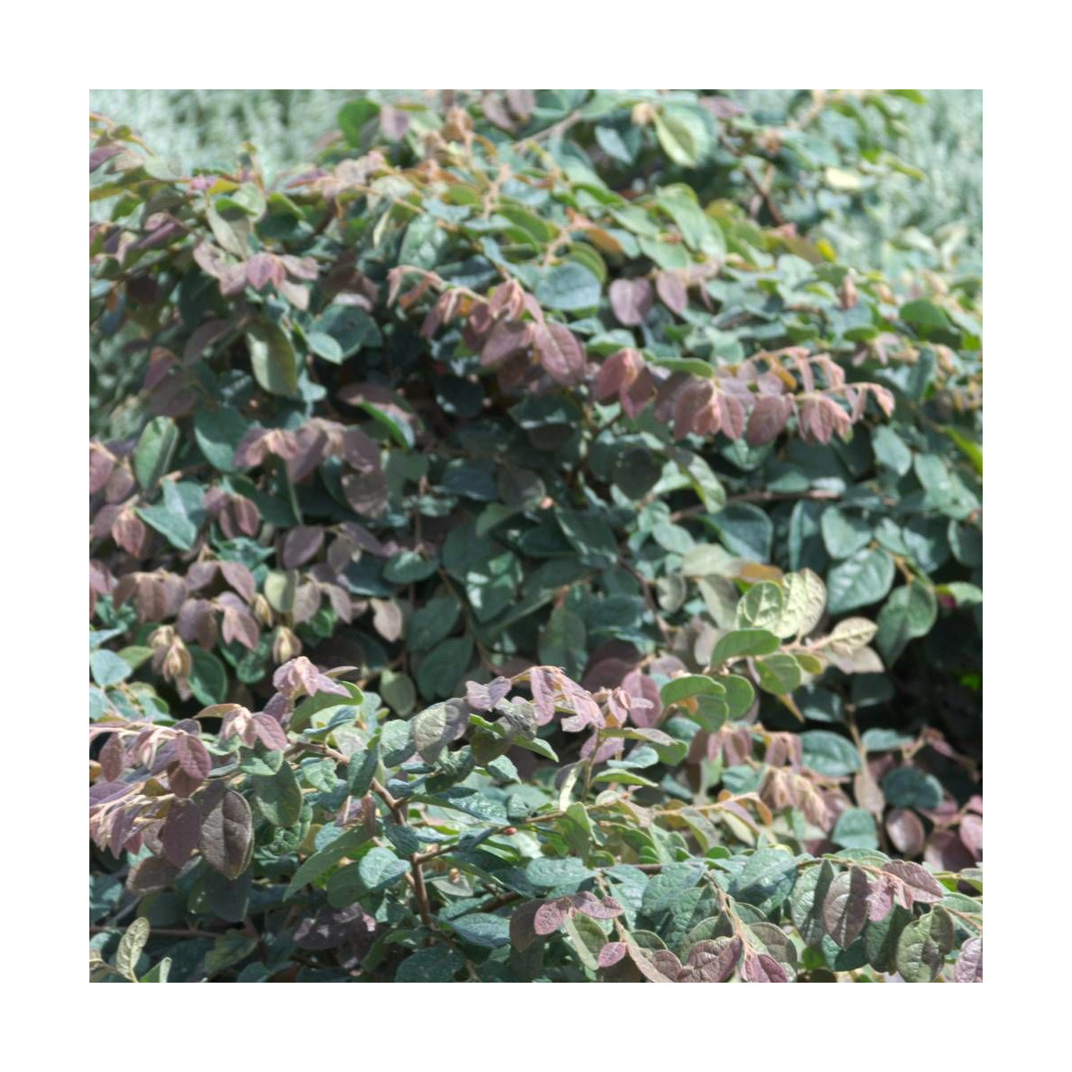 Loropetalum Ming Dynasty, Loropétale