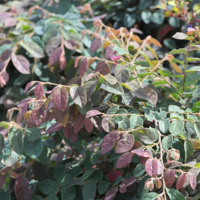Loropetalum Ming Dynasty, Loropétale