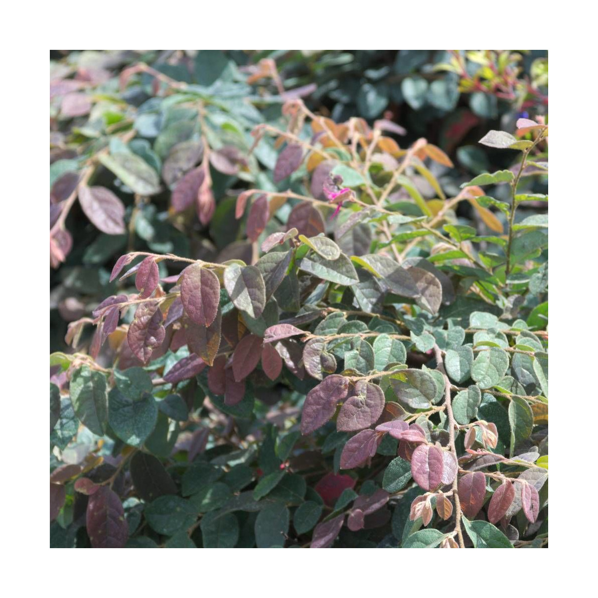 Loropetalum Ming Dynasty, Loropétale