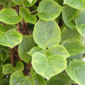 Hortensia grimpant Miranda
