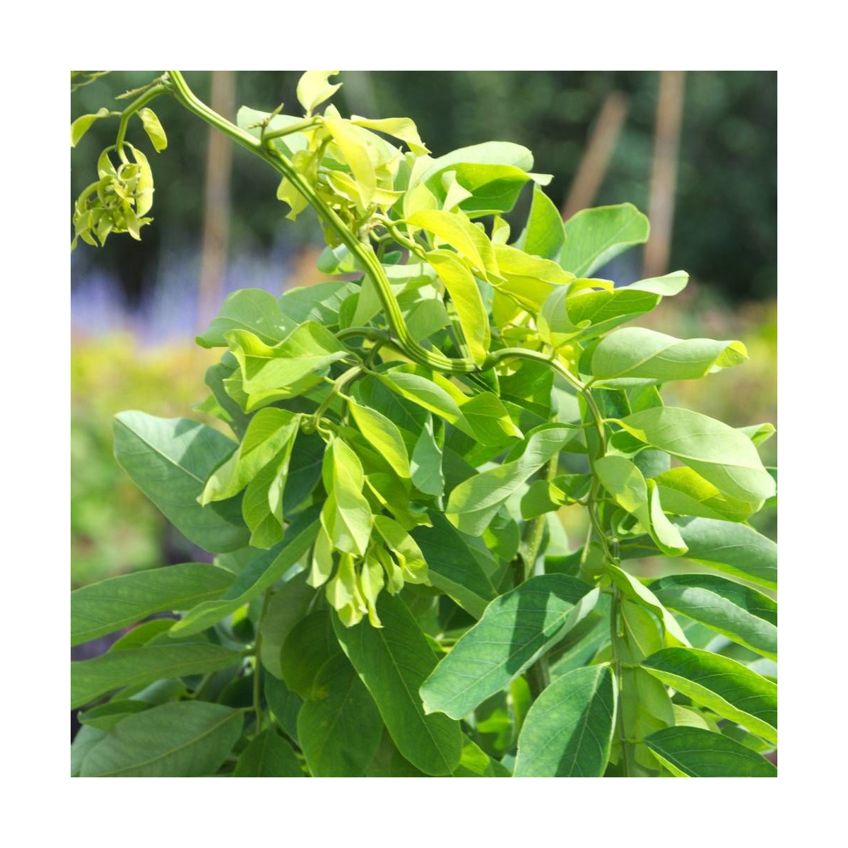 Robinier faux-acacia Twisty Baby® 'Lace Lady'