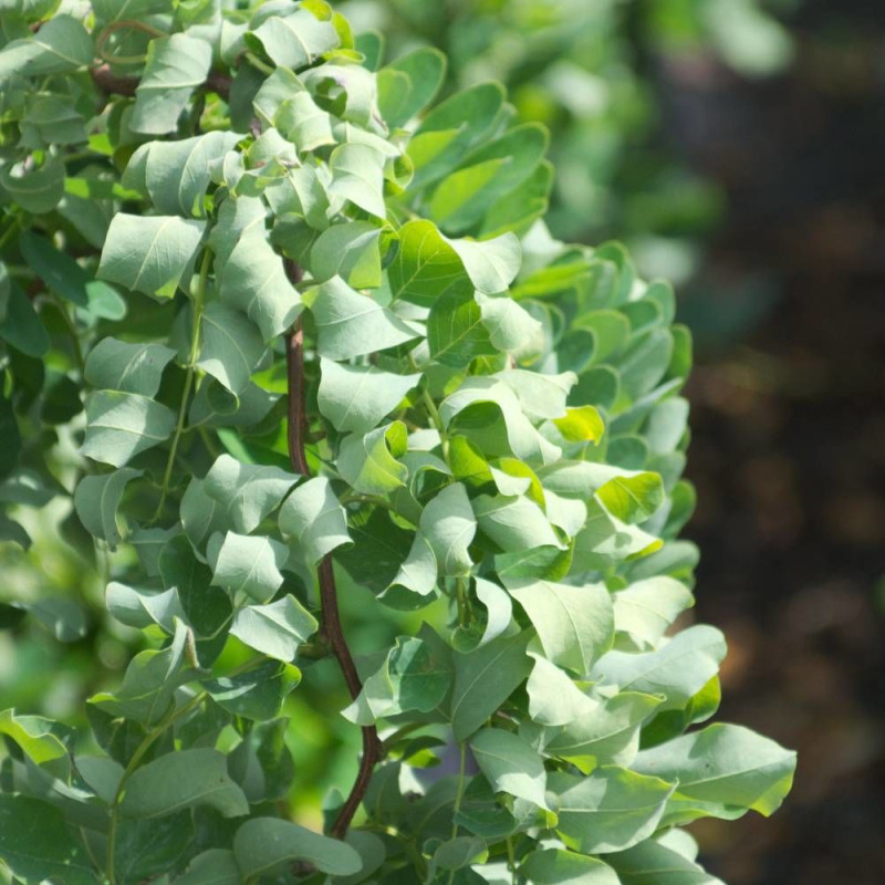 Robinier faux-acacia Twisty Baby® 'Lace Lady'