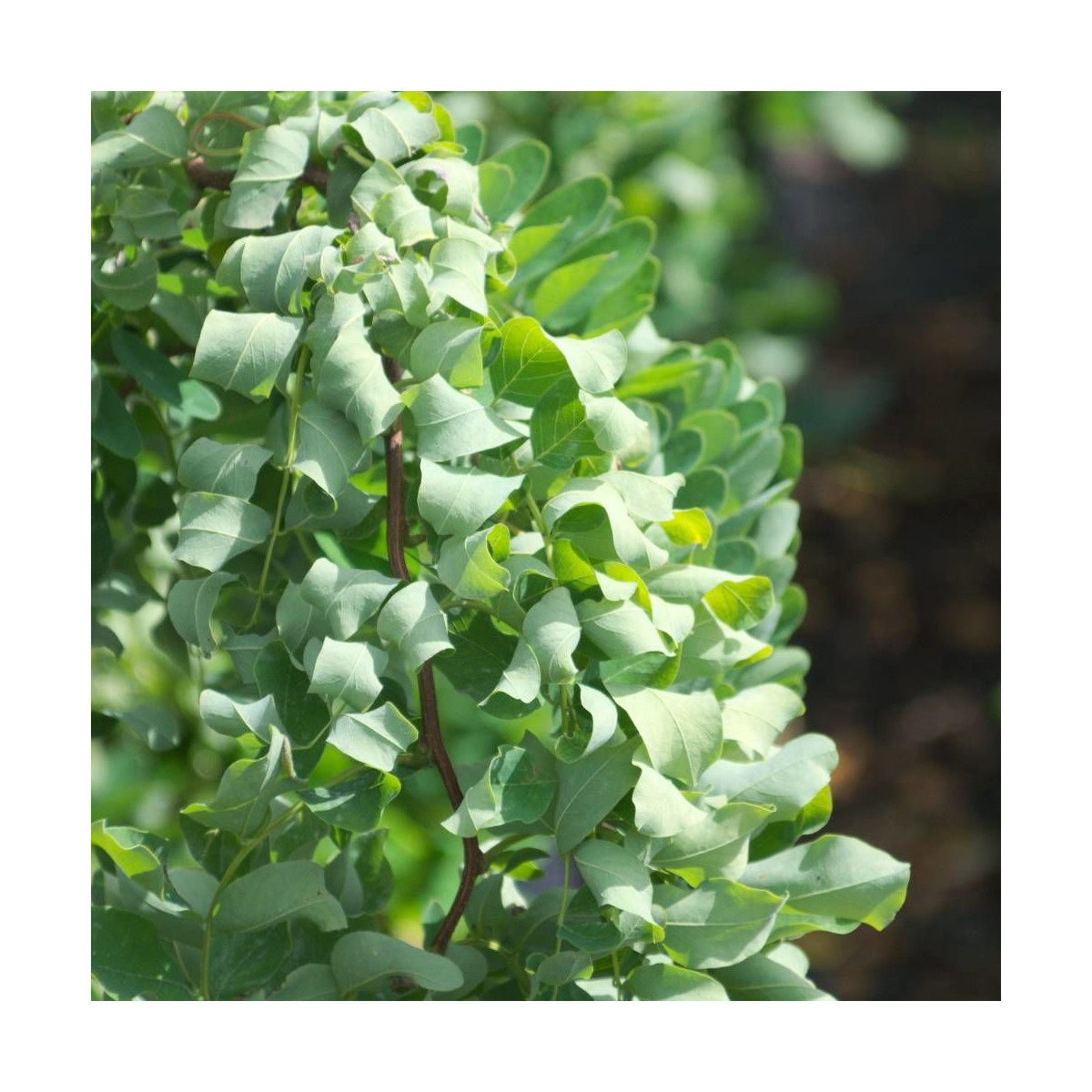 Robinier faux-acacia Twisty Baby® 'Lace Lady'
