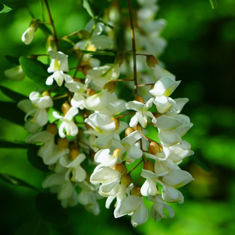 Robinier faux-acacia Twisty Baby® 'Lace Lady'