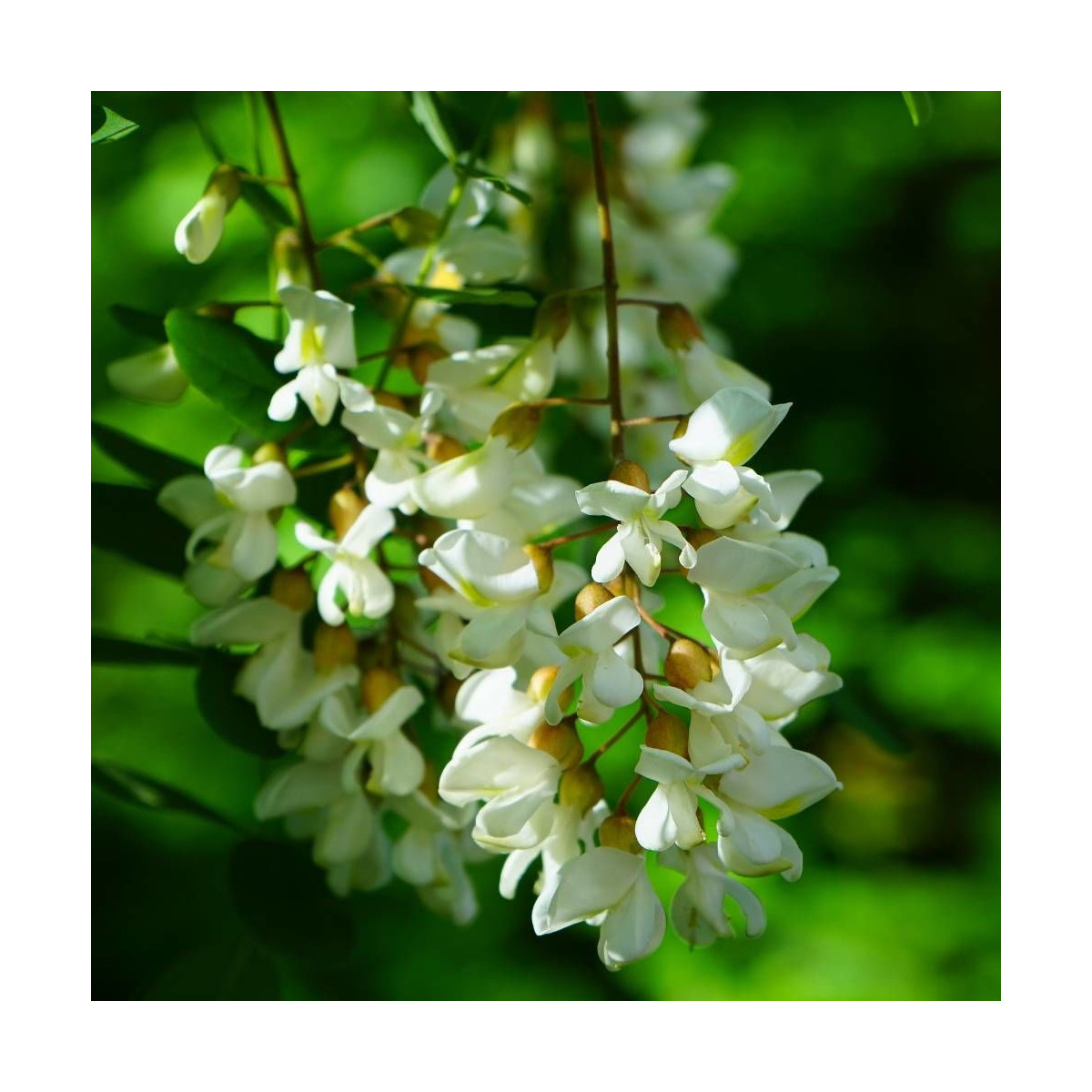 Robinier faux-acacia Twisty Baby® 'Lace Lady'