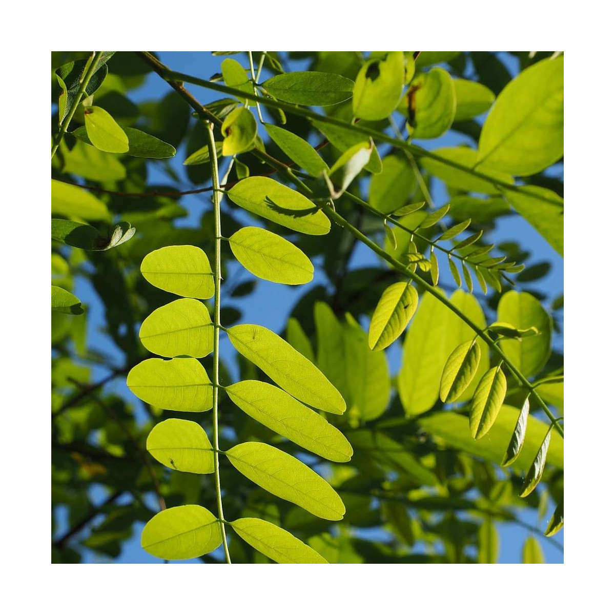 Robinier faux-acacia Twisty Baby® 'Lace Lady'