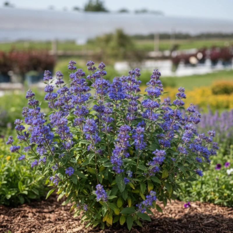 Caryopteris Grand Bleu® - SILENCE, ça pousse !, Spirée bleue, Barbe bleue