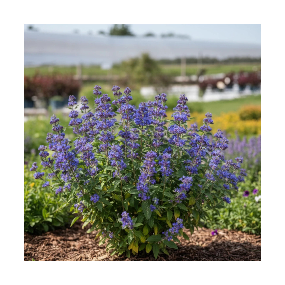 Caryopteris Grand Bleu® - SILENCE, ça pousse !, Spirée bleue, Barbe bleue