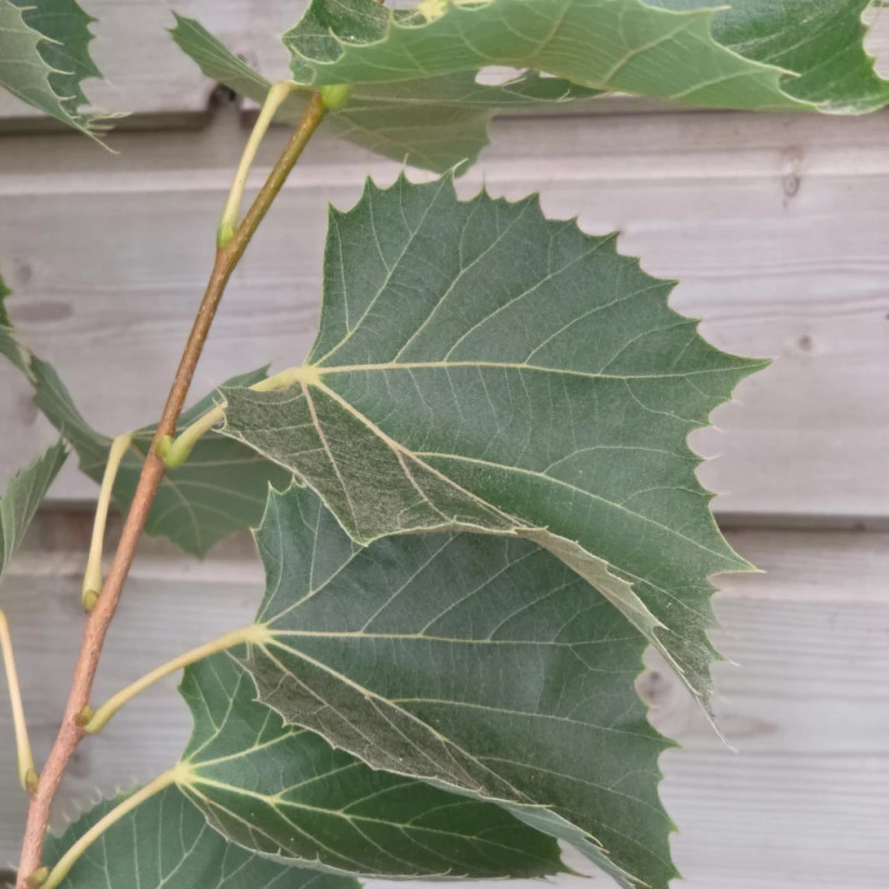 Tilleul de Henry, Tilia