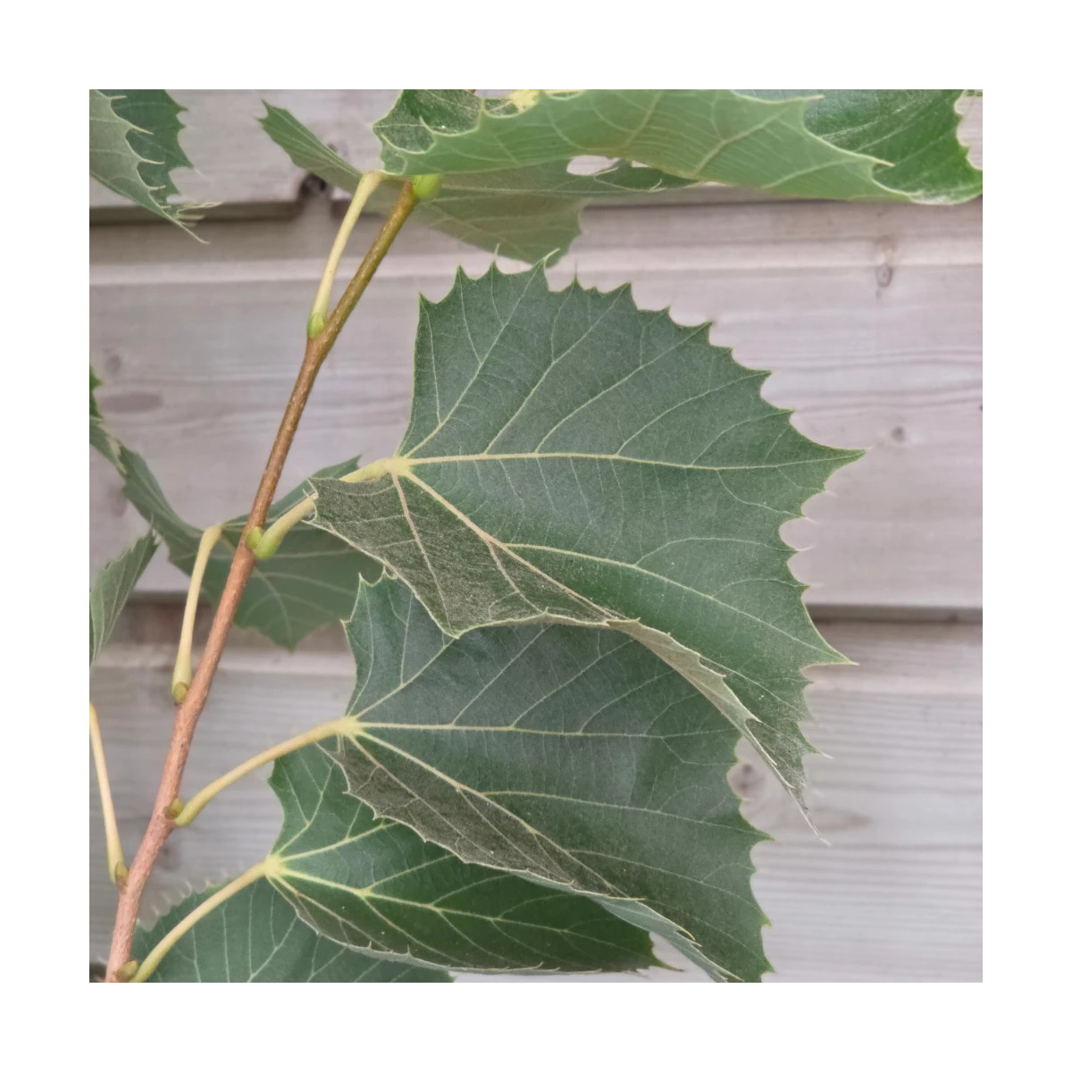 Tilleul de Henry, Tilia Tilleul de Henry, Tilia