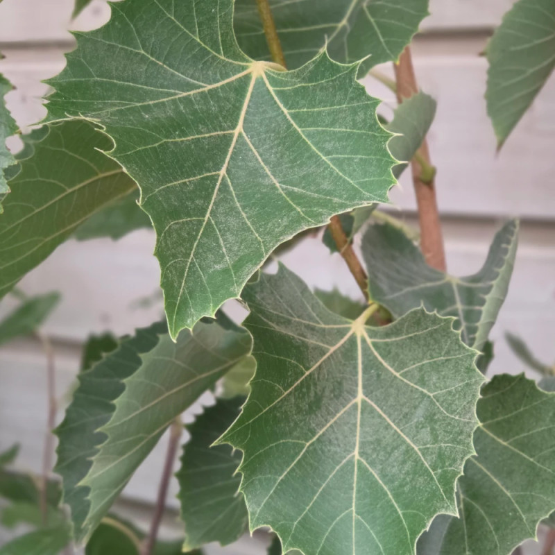 Tilleul de Henry, Tilia
