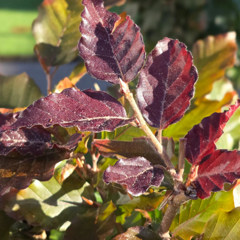 Hêtre commun pourpre, Fagus