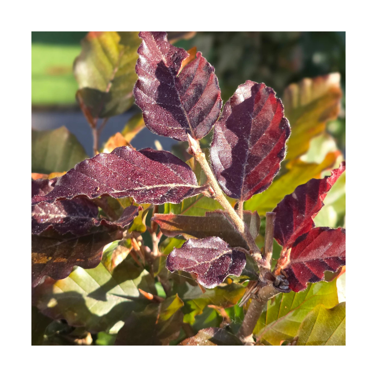 Hêtre commun Pourpre, Fagus