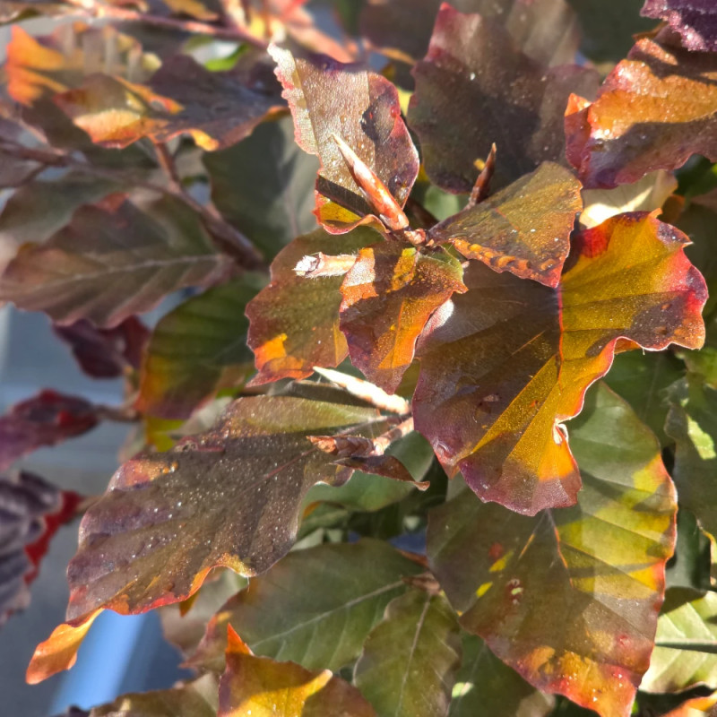 Hêtre commun Pourpre, Fagus