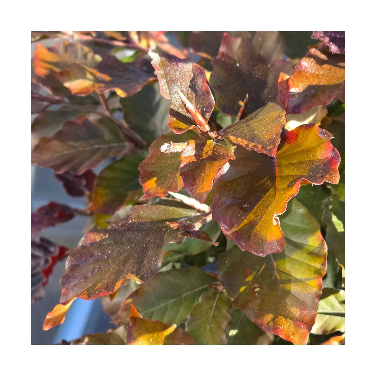 Hêtre commun Pourpre, Fagus