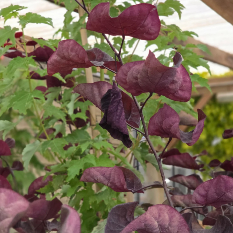 Cercis du Canada Red Force® - SILENCE, ça pousse !, Arbre de Judée, Gainier du Canada