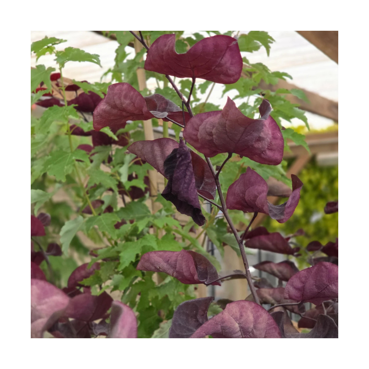 Cercis du Canada Red Force® - SILENCE, ça pousse !, Arbre de Judée, Gainier du Canada Cercis du Canada Red Force® - SILENCE, ça pousse !, Arbre de Judée, Gainier du Canada