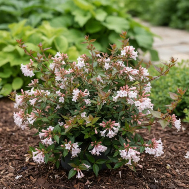 Abelia à grandes fleurs SILENCE, ça pousse !, Abelia grandiflora