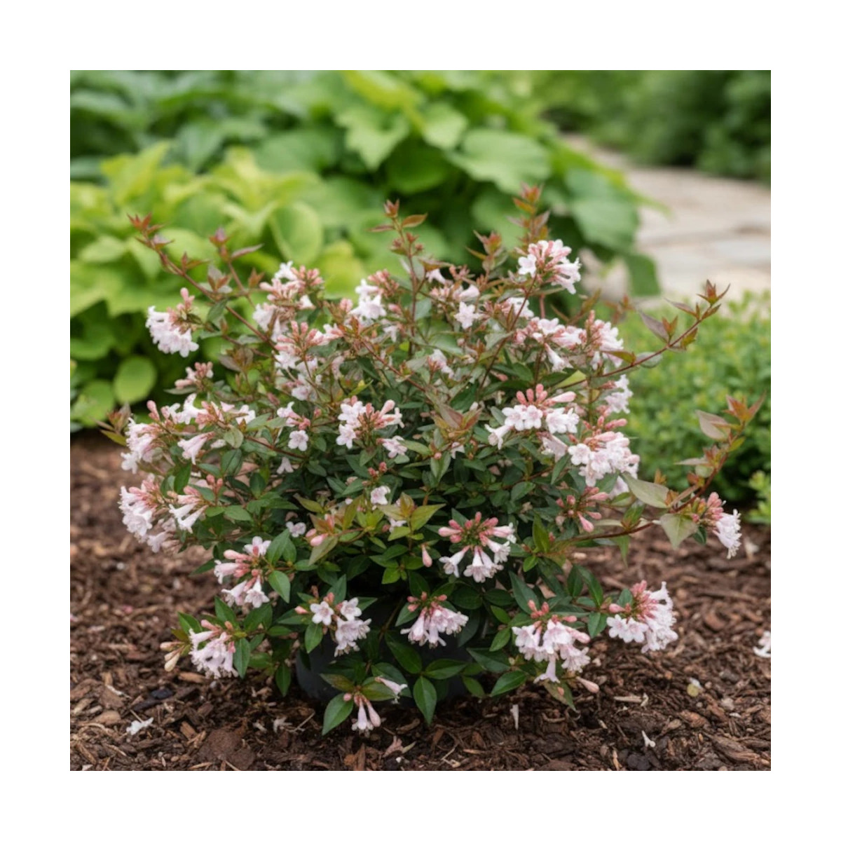 Abelia à grandes fleurs SILENCE, ça pousse !, Abelia grandiflora Abelia à grandes fleurs SILENCE, ça pousse !, Abelia grandiflora