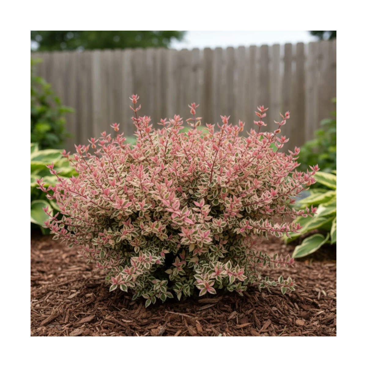 Aménagement paysager avec Abelia grandiflora Pink Lady Silence ça pousse