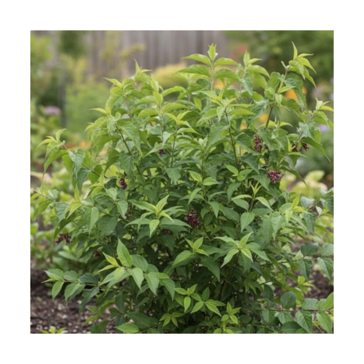 Arbre aux faisans Purple Rain, Leycesteria Arbre aux faisans Purple Rain, Leycesteria