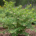Callicarpa, Arbuste aux bonbons Albibacca