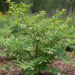 Callicarpa, Arbuste aux bonbons Albibacea