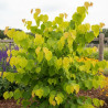 Cercis du Canada Hearts of Gold, Arbre de Judée, Gainier du Canada