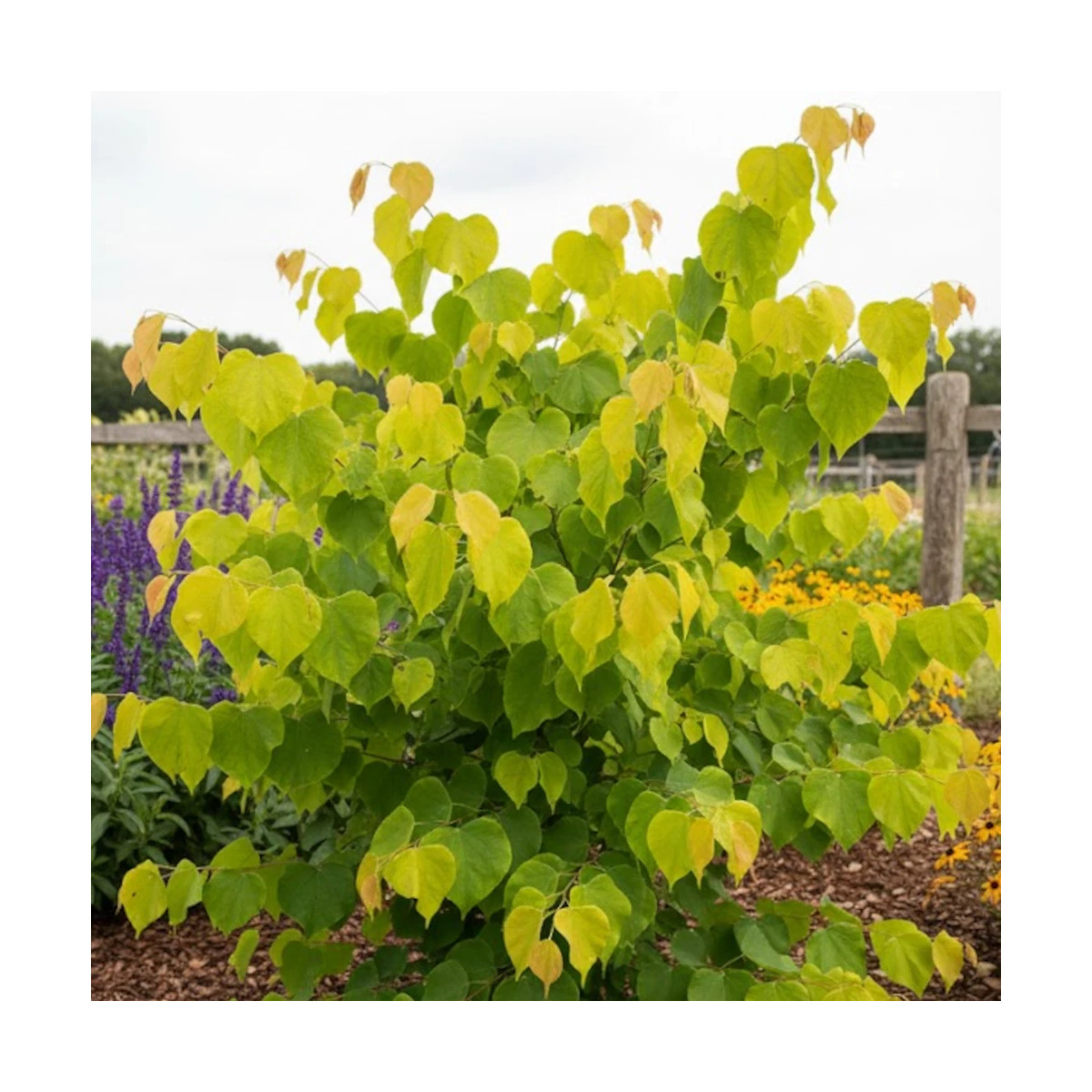 Cercis du Canada Hearts of Gold, Arbre de Judée, Gainier du Canada