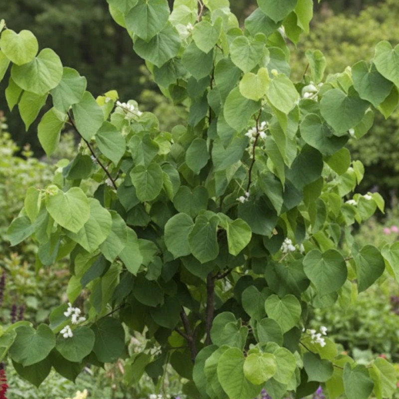 Cercis du Canada Royal White, Arbre de Judée, Gainier du Canada