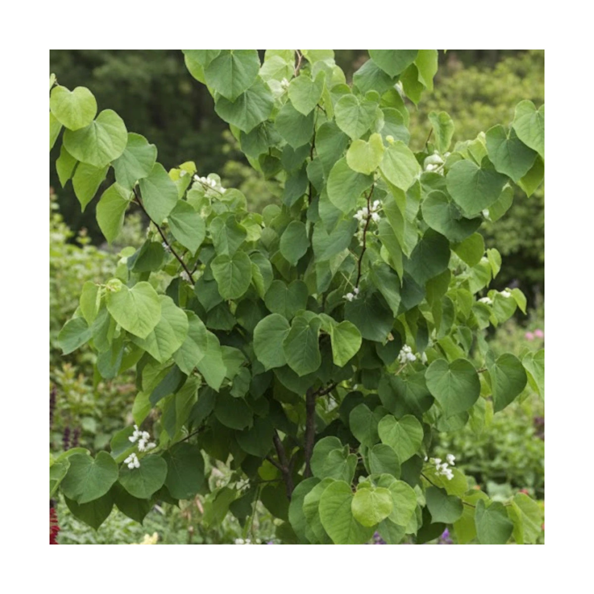 Cercis du Canada Royal White, Arbre de Judée, Gainier du Canada