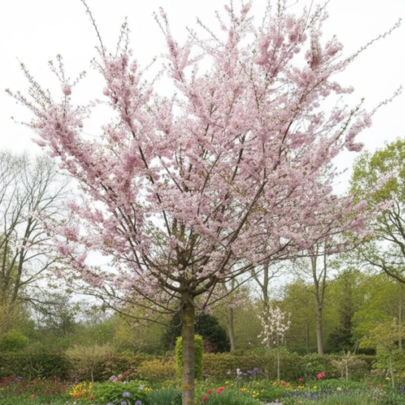 Cerisier du Japon Autumnalis Rosea, Cerisier à fleurs