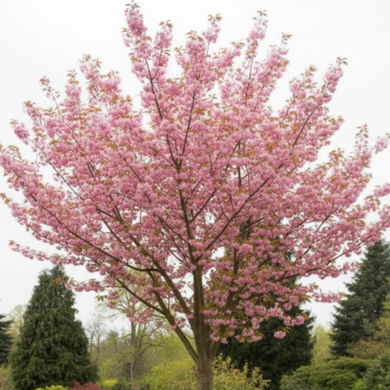 Cerisier du Japon New Red (Kanzan), Cerisier à fleurs