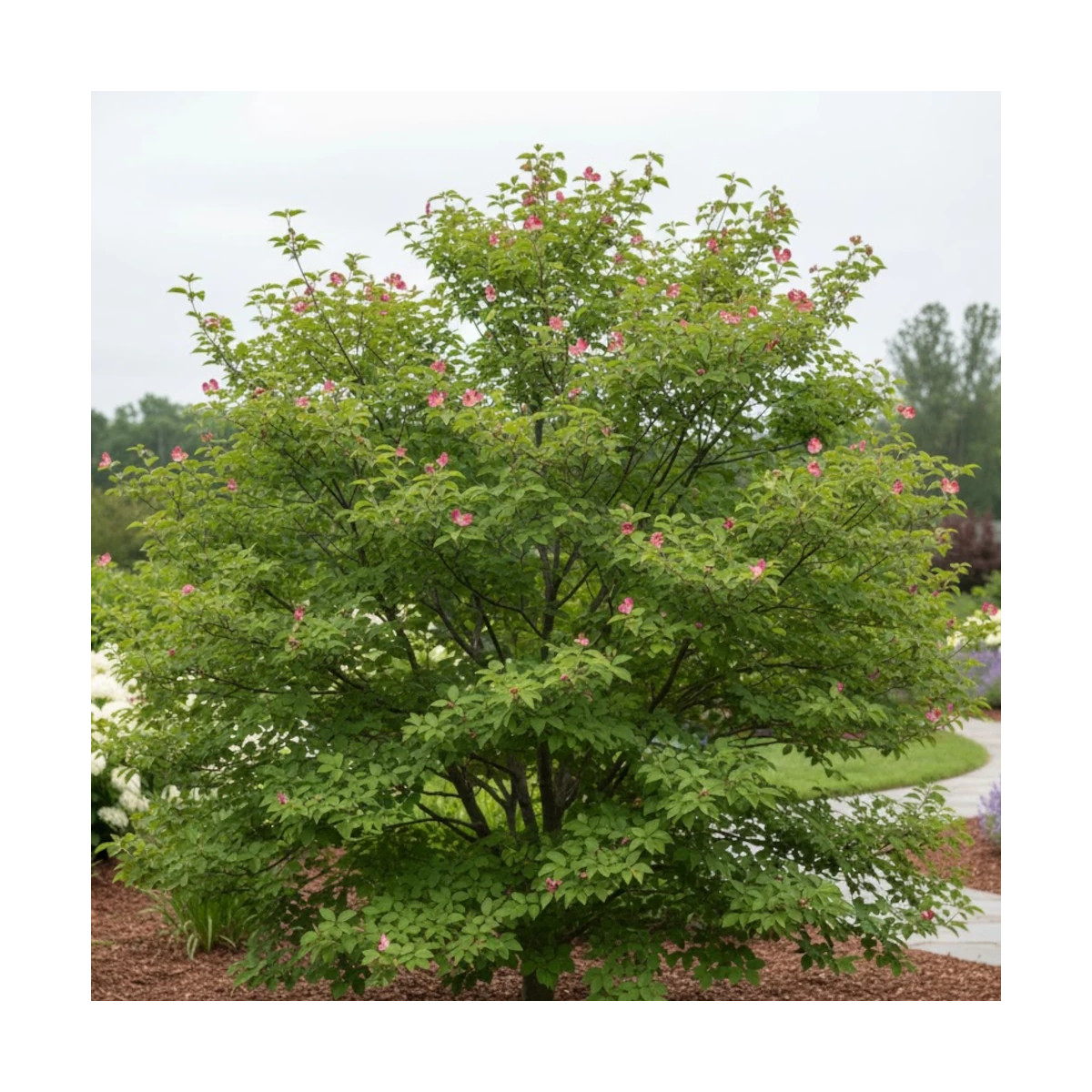 Cornouiller à fleurs d'Amérique Cherokee Chief, Cornus