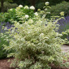 Cornouiller blanc Argenteomarginata, Cornus