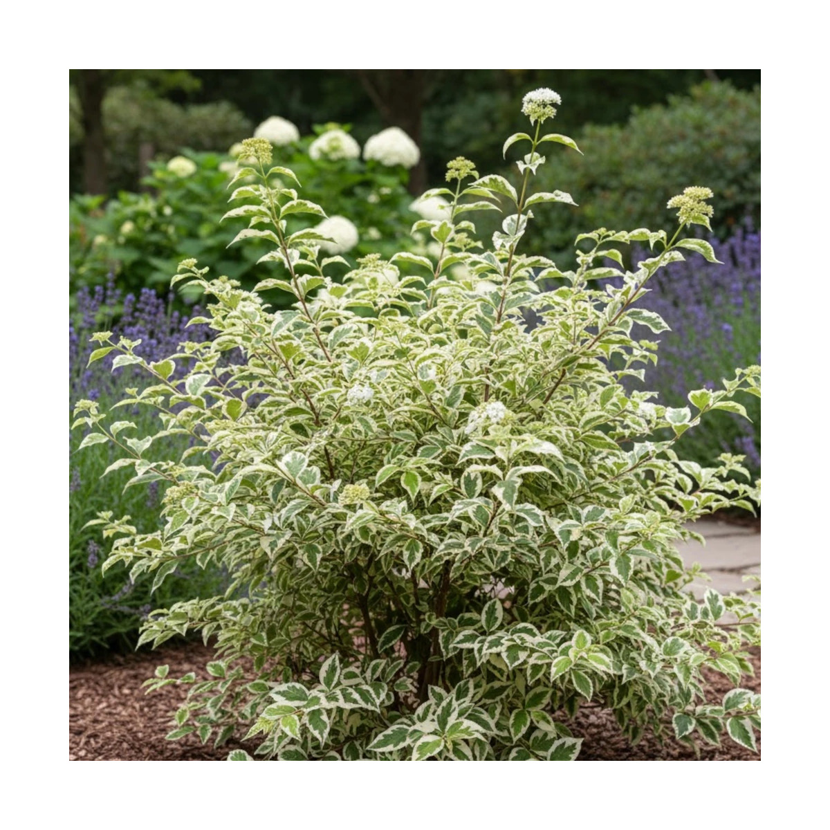 Cornouiller blanc Argenteomarginata, Cornus
