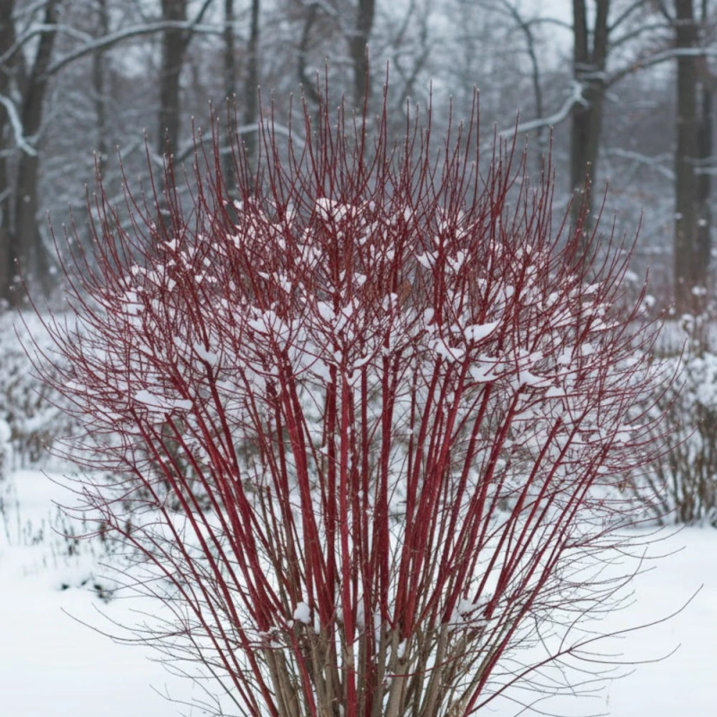 Cornouiller blanc Argenteomarginata, Cornus