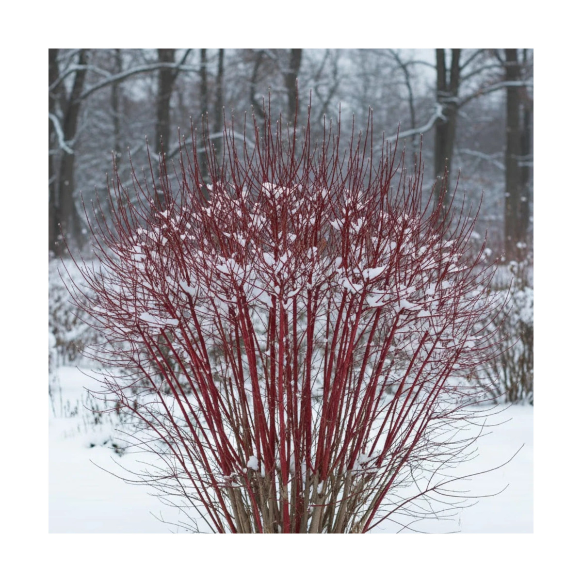 Cornouiller blanc Argenteomarginata, Cornus