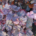 Heuchere Midnight Rose Select