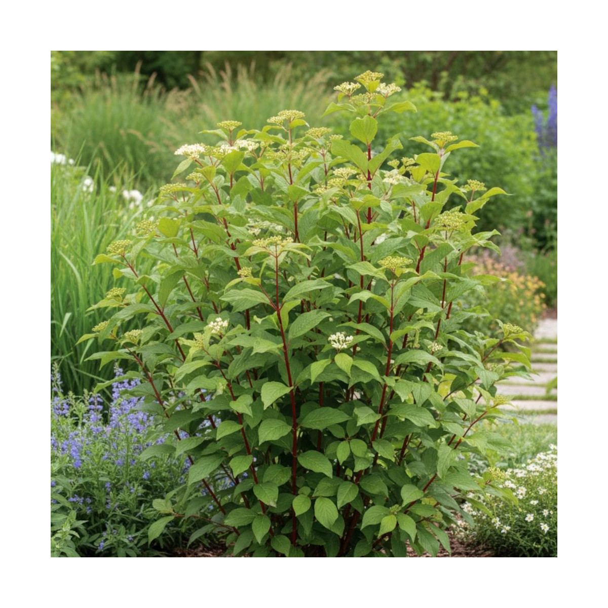 Cornouiller blanc Baton Rouge® 'Minbat', Cornus