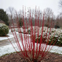 Cornouiller blanc Baton Rouge® 'Minbat', Cornus