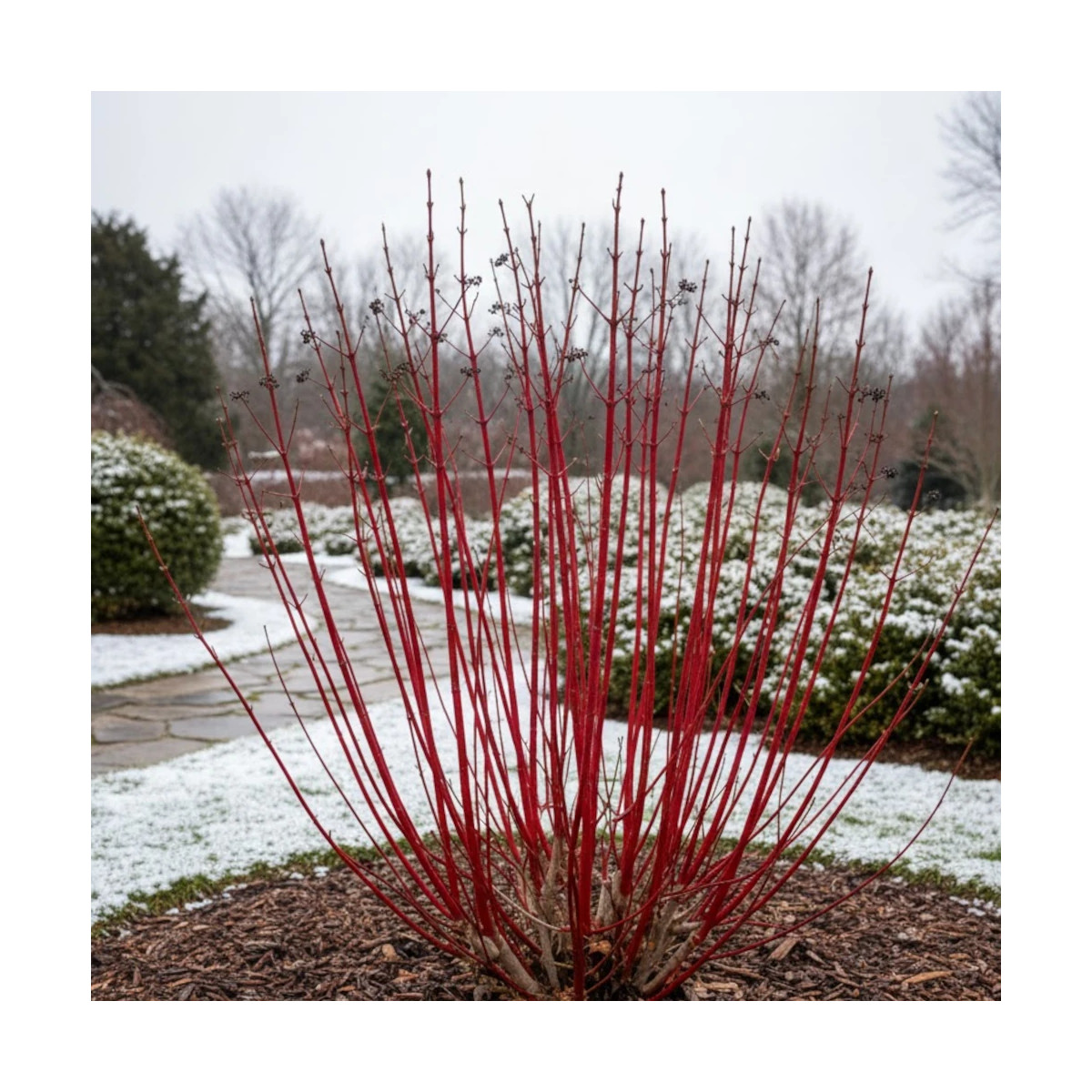 Cornouiller blanc Baton Rouge® 'Minbat', Cornus
