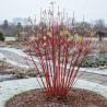 Cornouiller blanc Elegantissima, Cornus