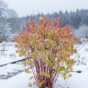 Cornouiller blanc Gauchaultii, Cornus